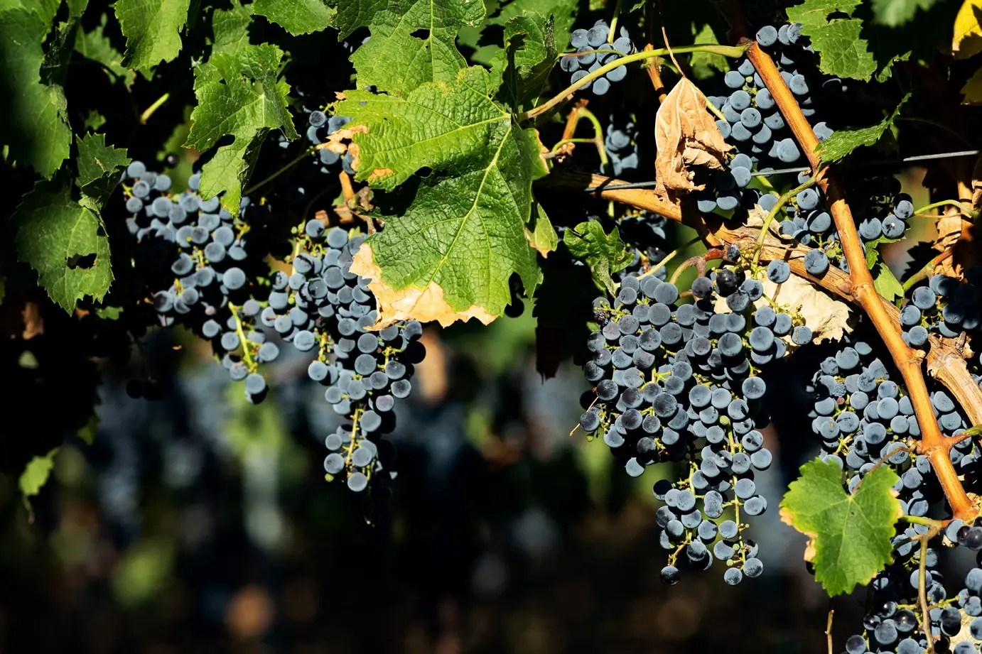 Vendemmia 2025: l’armonia perfetta del Vulture firmata Cantina di Venosa 