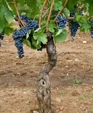 Alla scoperta del Distretto del Vulture: il territorio che è Città  italiana del vino 2026