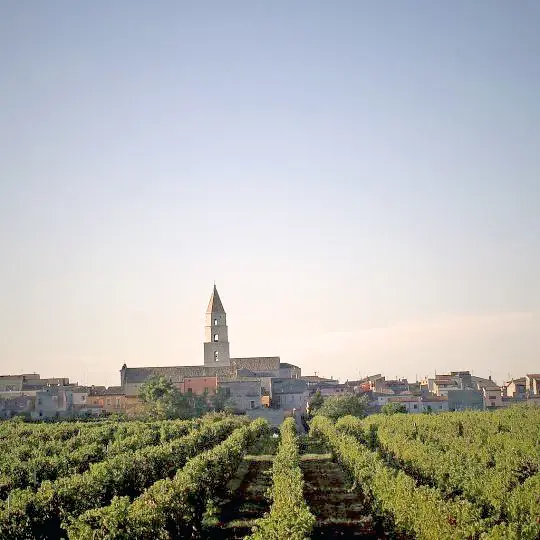 Cantina di Venosa tra le “Stelle del Sud 2026” del Sole 24 Ore